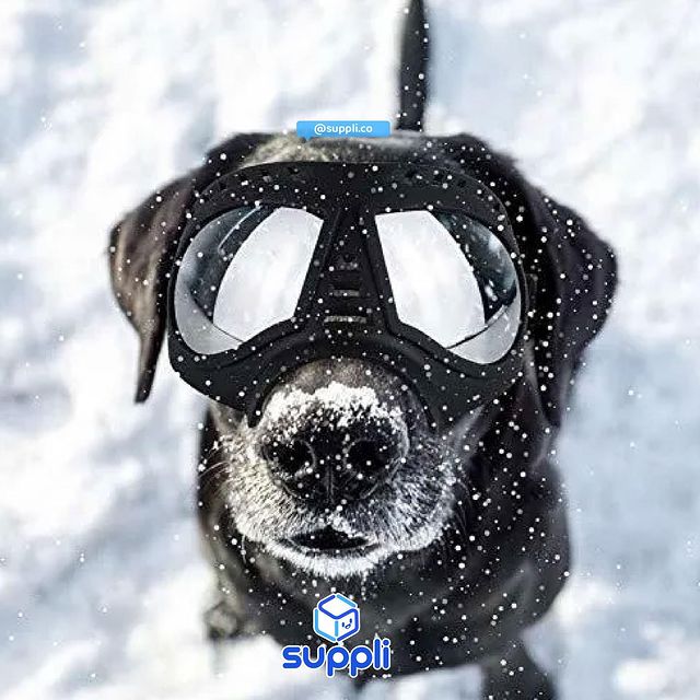 Gafa mascota + estuche